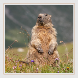 Marmotte