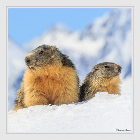 Marmottes
