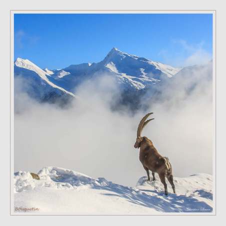 Bouquetin devant l'Aiguille de Scolette