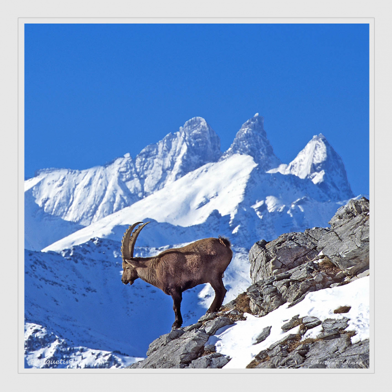 Bouquetin devant la Dent Parrachée