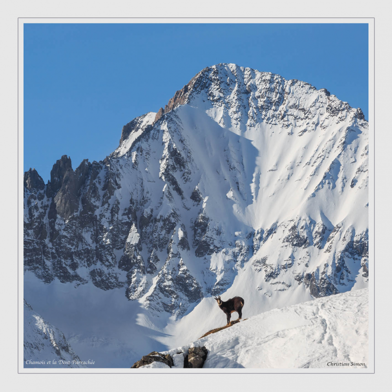 Chamois devant la Dent Parrachée