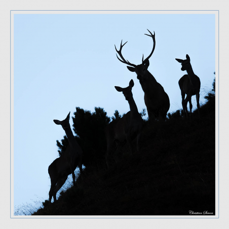 Cerfet biches en contre-jour