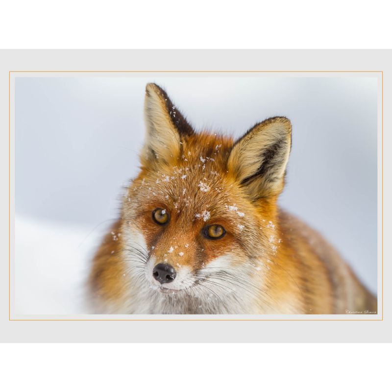 Renard