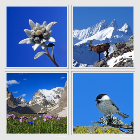 Bouquetin et Aiguilles d'Arves