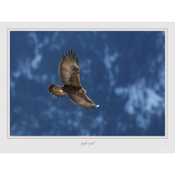 Aigle royal