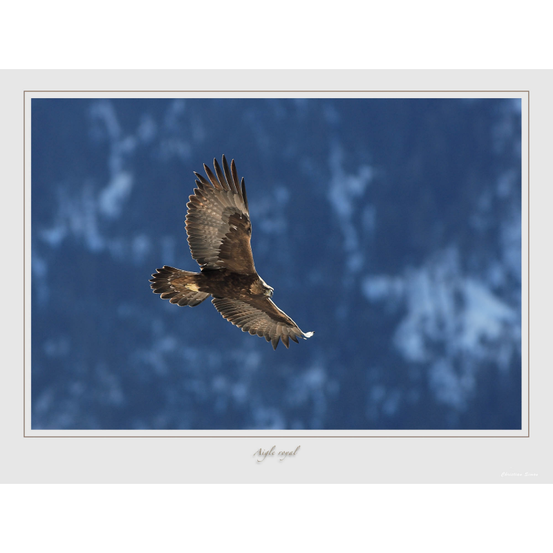Aigle royal