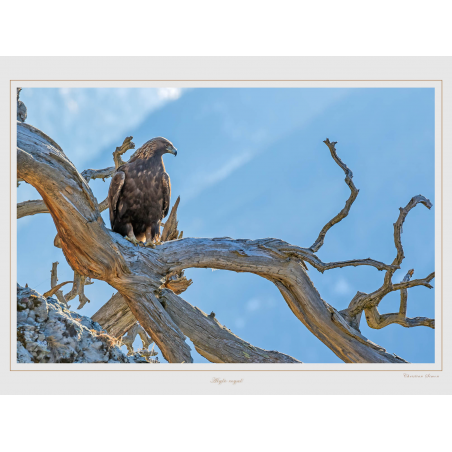 Aigle royal