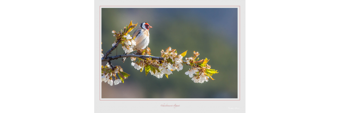 Oiseaux